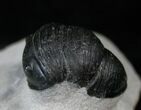 Smooth Shelled Wenndorfia Trilobite - #13943-2